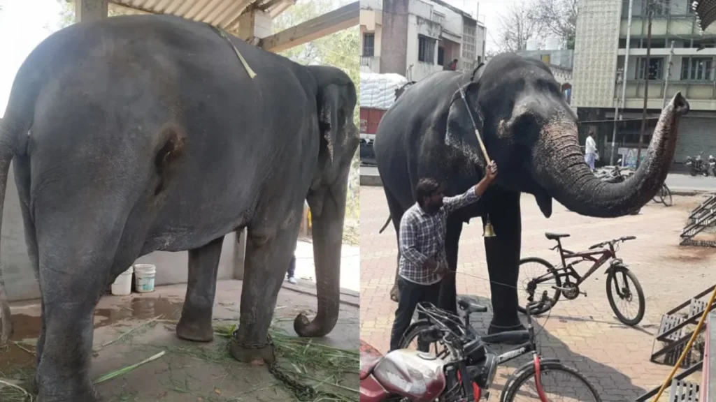 Vantara Madhuri Elephant